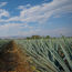 Tequila is named Latin America's first Smart Tourist Destination