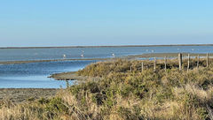 Flamingos in the low, flat marshland of the Camargue.