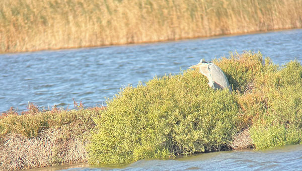 A photo of a gray heron taken through a scope.
