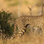 Thanda Safari launches hands-on conservation experience