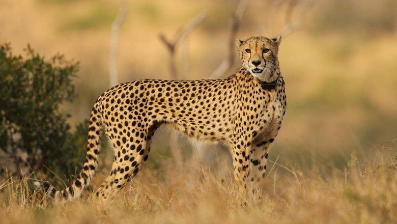 A cheetah with a collar.