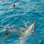 New ban on swimming with spinner dolphins impacts Hawaii operators