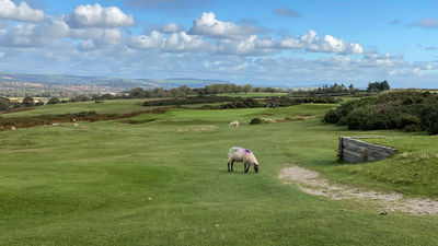 Because the Southerdown course is on land with commonly owned pasture rights, sheep graze there.