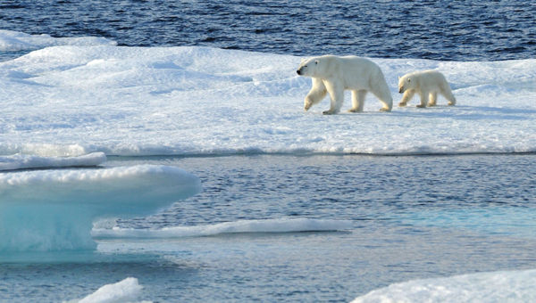 During the Arctic expedition cruise, Disney guests will embark on daily boat excursions where they may spot wildlife, including polar bears.