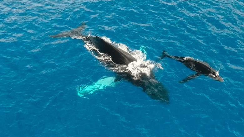 And You Creations is growing, as it plans to add whale-watching cruises to its roster of experiences next month.