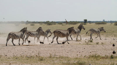 Migrating zebras viewed at the Migration Expeditions Camp from African Bush Camps in Nxai Pan National Park, Botswana.