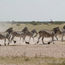 Witness the zebra migration in Botswana