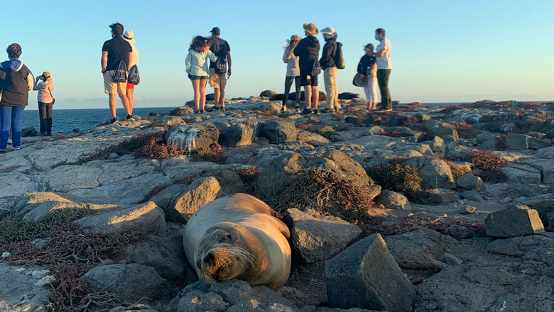 A sea lion lounging on the island of South Plaza in the Galapagos.