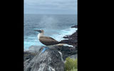 Blue footed boobies are among the Galapagos' "Big 15."