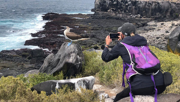 A blue-footed booby perches on a cliff on Espanola Island in the Galapagos.