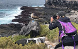 A blue footed booby resting on the cliff on the island of Espanola.