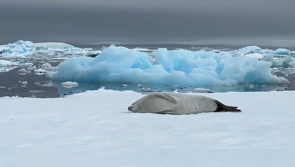 A crabeater seal naps the day away. A crabeater seal naps the day away.