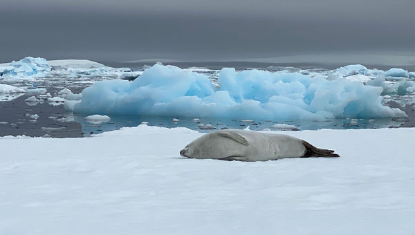 A crabeater seal naps the day away.