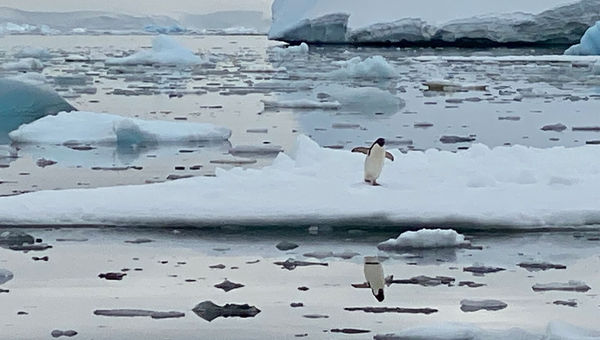 A lone penguin on sea ice sees its shadow. A lone penguin on sea ice sees its shadow.