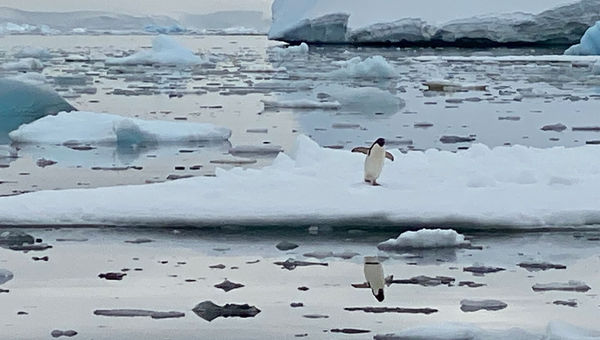 A lone penguin on sea ice sees its shadow.