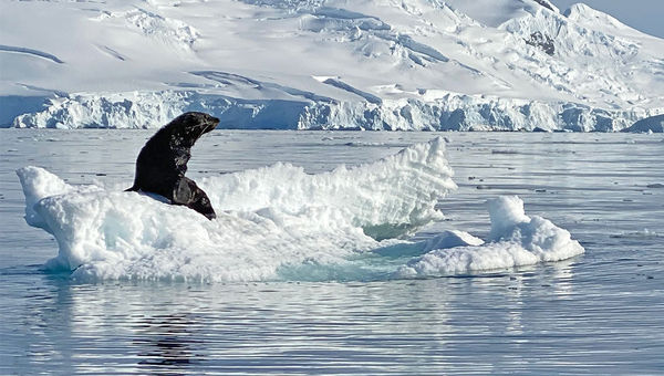 Fur seals like this one are just some of the wildlife an Antarctic kayaker could spot.