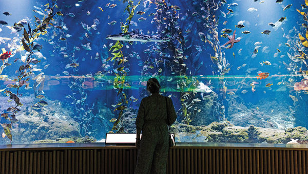 Oceanografic, at the City of Arts and Sciences complex in the city of Valencia, is Europe's largest aquarium. Oceanografic, at the City of Arts and Sciences complex in the city of Valencia, is Europe's largest aquarium.