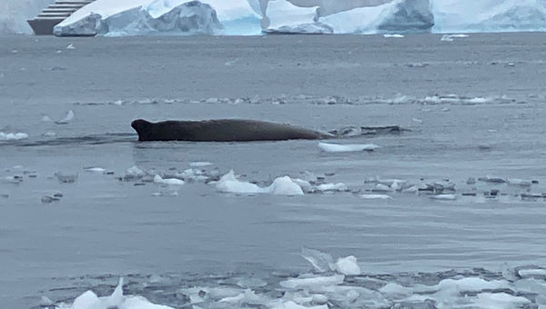 A surfacing humpback whale is framed by ice; the Scenic Eclipse is in the background.
