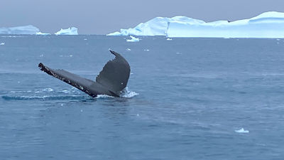 A pod of humpback whales surrounded reporter Robert Silk's Zodiac craft during an excursion off the Scenic Eclipse.