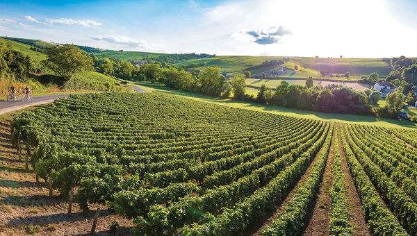 Vines in Sancerre, known for its white wine.