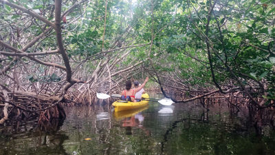 Navigating a maze of mangroves in Key West, in kayaks rented from Lazy Dog Adventures.