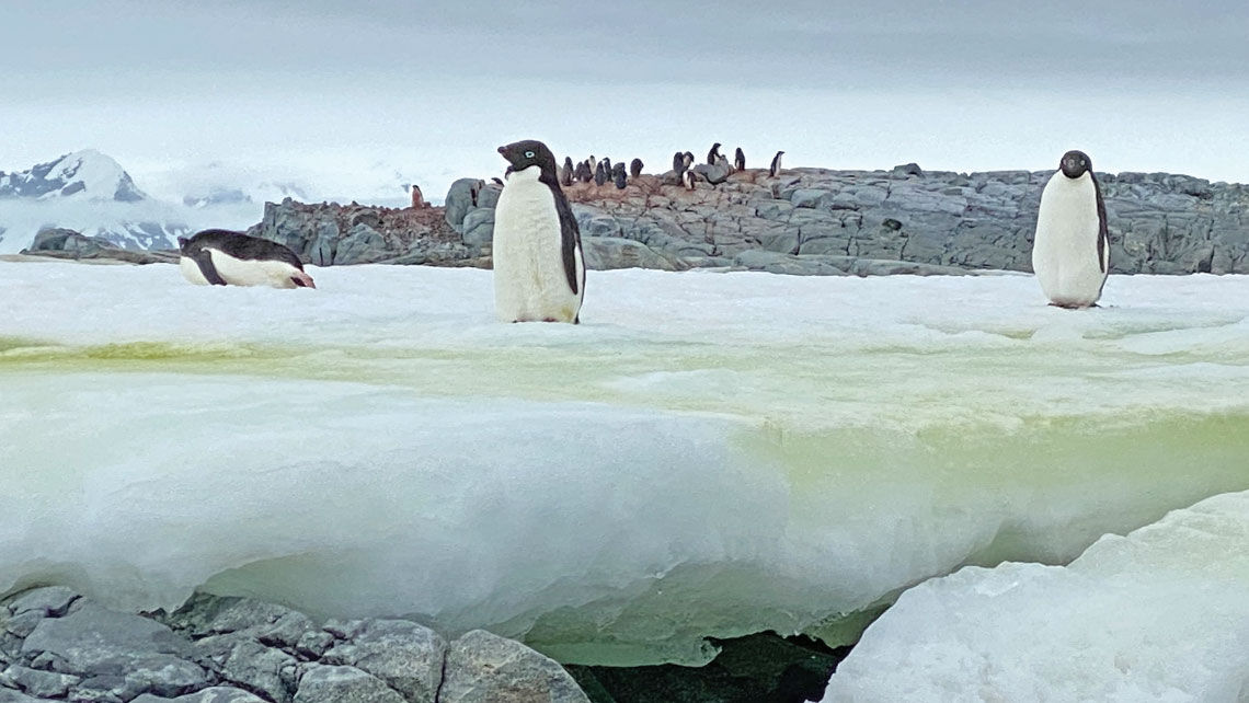 Adelie penguins look like they're standing watch over a penguin colony in the Fish Islands.