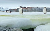 Adelie penguins look like they're standing watch over a penguin colony in the Fish Islands.