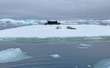 Passengers on an Eclipse Zodiac excursion take a close look at Crabeater seals resting on sea ice near the Fish Islands.