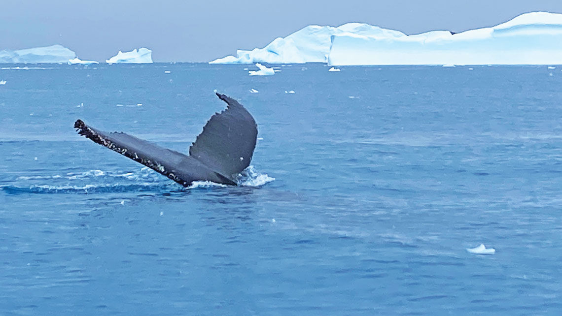 A humpback whale tail dives in Cierva Cove. The whales often reach 50-feet in length.