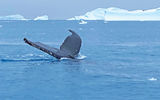 A humpback whale tail dives in Cierva Cove. The whales often reach 50-feet in length.