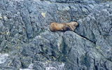 A fur seal rests on a rocky bluff near Spigot Point in the Antarctic Peninsula's Orne Harbor.