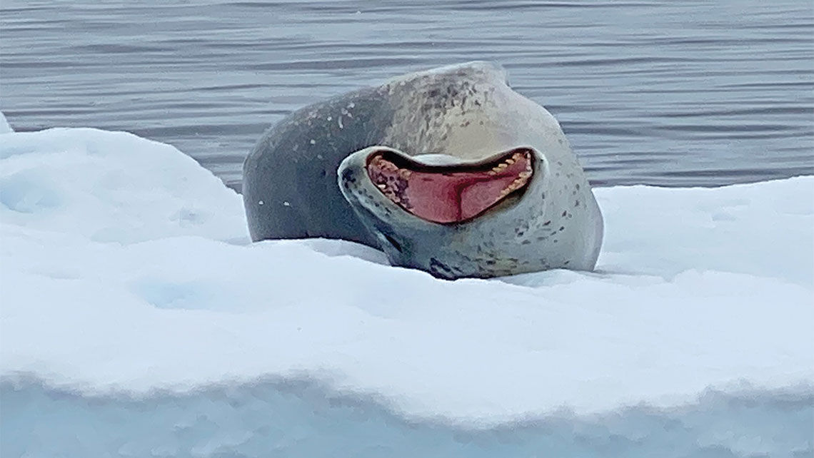 A yawning leopard seal enjoys his own patch of sea ice in the Antarctic Peninsula's Port Lockroy.
