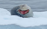 A yawning leopard seal enjoys his own patch of sea ice in the Antarctic Peninsula's Port Lockroy.