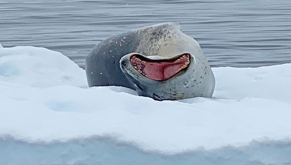 A yawning tiger seal enjoys its own patch of sea ice in Port Lockroy on the Antarctic Peninsula.