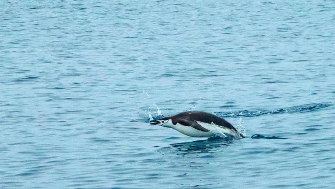 A swimming chinstrap penguin "porpoises" through the water in Cierva Cove.