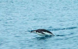 A swimming chinstrap penguin "porpoises" through the water in Cierva Cove.