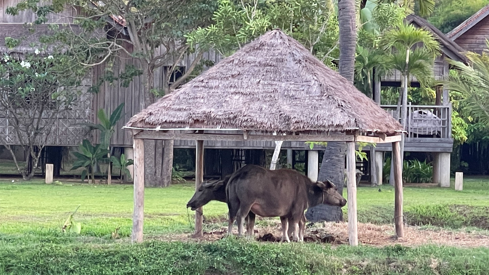 Water buffaloes make good wedding props at Phum Baitang.