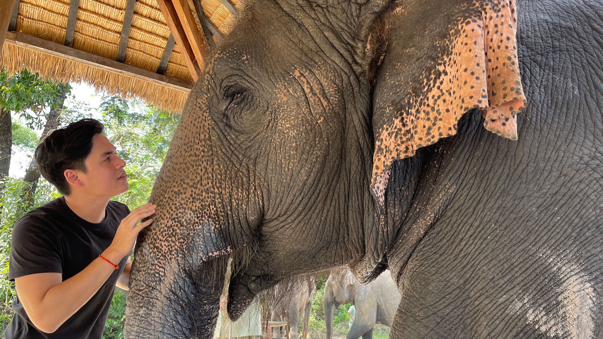 David Jaya-Piot with one of his 11 elephants at the Kulen Elephant Forest.