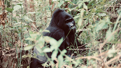 Go2Africa's gorilla options can be added to any of the company's Rwanda itineraries.