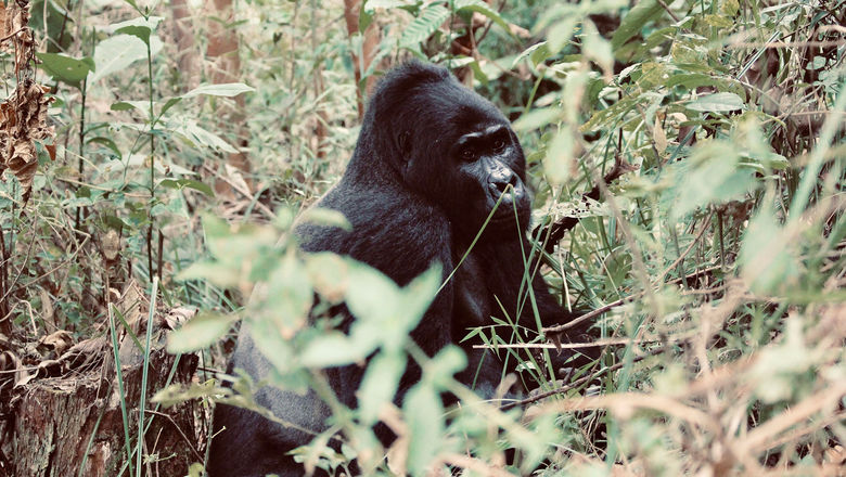 Go2Africa's gorilla options can be added to any of the company's Rwanda itineraries.