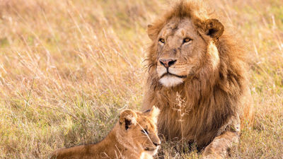 Wilderness Safaris' lion conservation trip will take place Sept. 26 to Oct. 2 in Zambia's Kafue National Park.