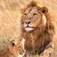 Wilderness Safaris and Panthera offer a chance to track lions in Zambia