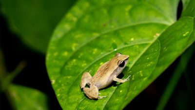 A depiction of a coqui, a small frog native to Puerto Rico, will be featured on the tail of a Frontier Airlines jet.