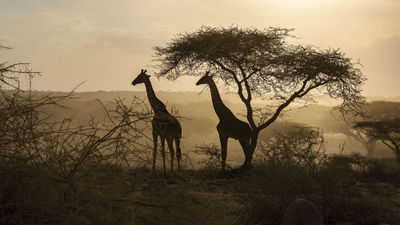 Two endangered Masai giraffes in Ngorongoro, an 11 mile-wide crater that is home to 25,000 large animals and 500 bird species.