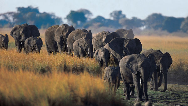Visitors will learn about the relationship between local residents and elephants while on the Natural Selection sustainable safari in Botswana.