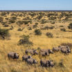 Rhinos in Tswalu, South Africa's largest private game reserve.