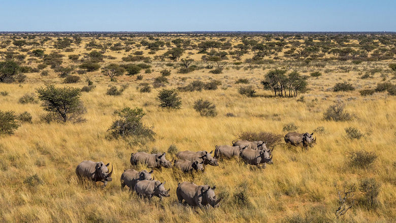 Rhinos in Tswalu, South Africa's largest private game reserve.