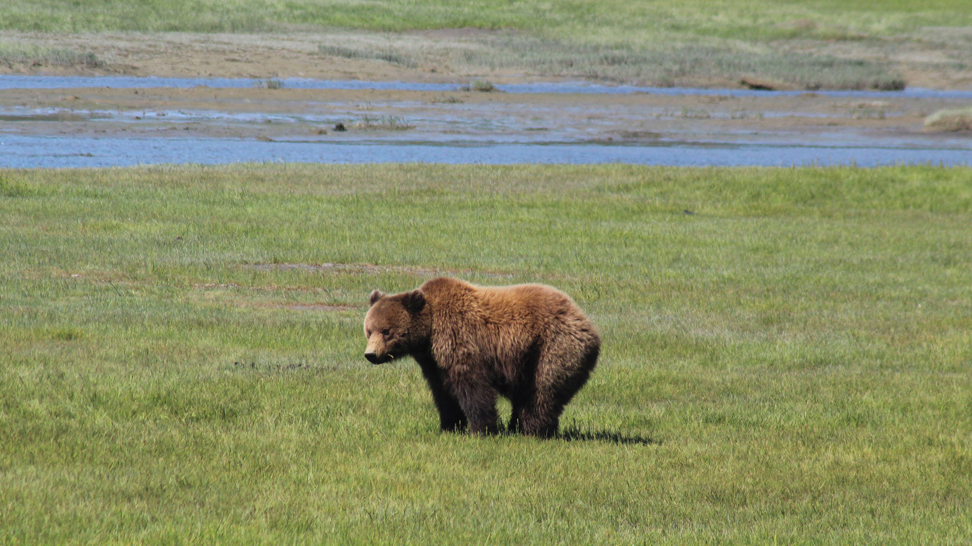 A bear spotted on a Rust's flightseeing tour to Chinitna Bay in Lake Clark National Park and Preserve.