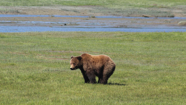 A bear spotted on a Rust's flightseeing tour to Chinitna Bay in Lake Clark National Park and Preserve.