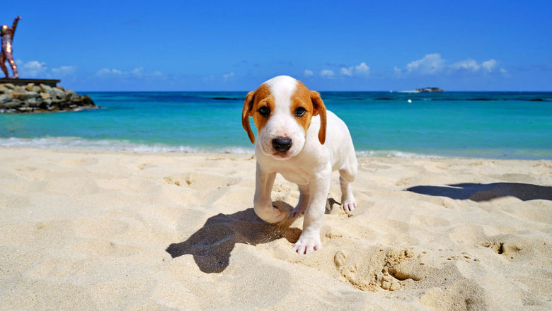 Puppy play dates are a popular guest activity a Hodges Bay Resort & Spa in Antigua.